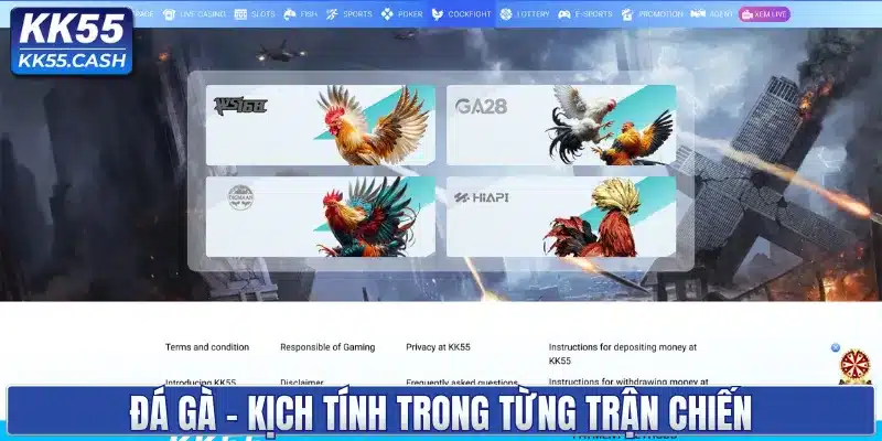 Đá gà - Kịch tính trong từng trận chiến